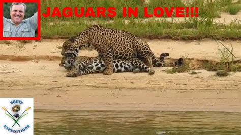 Jaguar Having Sex OnÇa Copulando СЕКС ЯГУАРА Youtube