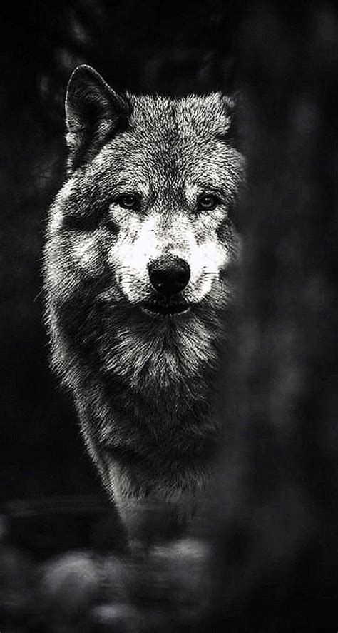 Mean Wolf Wallpapers Wolf Wallpaperspro