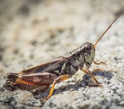 Learn more about getting rid of bees, wasps and hornets. Land Invertebrates - Biodiversity of the Central Coast