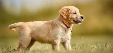 Top dog will provide structured and challenging activities monitored by trained professionals to keep the dogs focused on the activity. Top 10 Best Pet Dog Breeds in The World in 2019