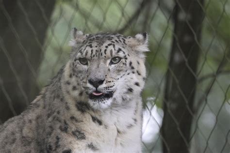 Snow Leopard Marwell Zoo Philip Piper Flickr