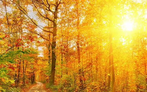 Die 78 Besten Herbstwald Hintergrundbilder