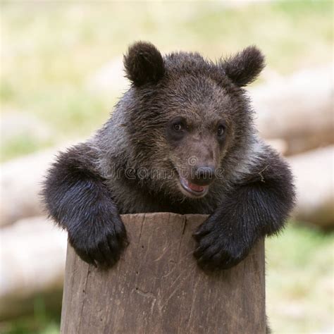 Bear Cub Stock Photo Image Of Pink Green Animal Urusus 43567142