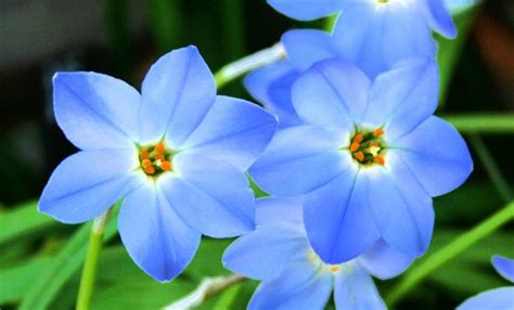 Most Beautiful Blue Flowers In The World