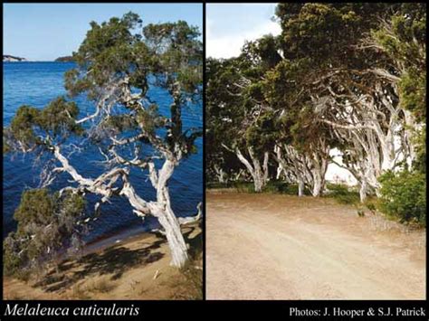 Melaleuca Cuticularis Labill Florabase Flora Of Western Australia