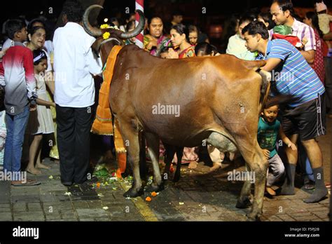 Pune India November 7 2015 People In India Worshipping The Cow On