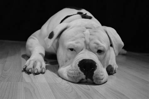 Photo Kevin Read American Bulldog Americanbulldogs Havanese