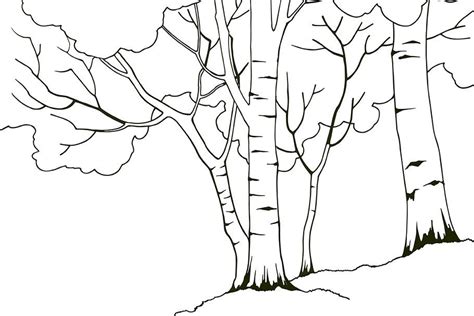 Birch Trees Nature Illustration Adobe Illustrator Vector Illustration