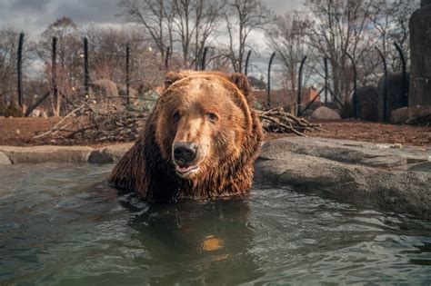 Get Close To Grizzly Kodiak Bears At New Toledo Zoo Exhibit