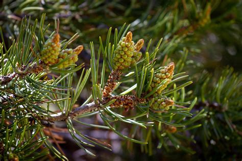 Piñon Pine Cones Piñon Pine Pinus Edulis Seen At Mesa Ve Flickr