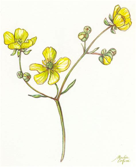 Buttercups Watercolor And Colored Pencils Botanical Illustration By