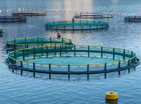 Amoeba aquatech hatchery specializes in freshwater fingerlings and has been envisioned to promote and the rearing of freshwater fishes in malaysia. Aqua Farm Construction, Fish Farming, Shrimp Farm ...