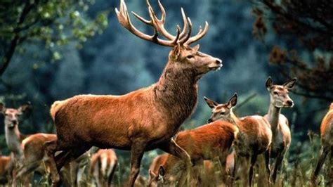 Deer Pose Biggest Threat To Scotlands Native Woodlands Bbc News
