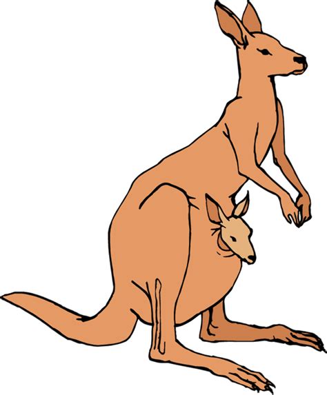 Download High Quality Animal Clipart Kangaroo Transparent Png Images
