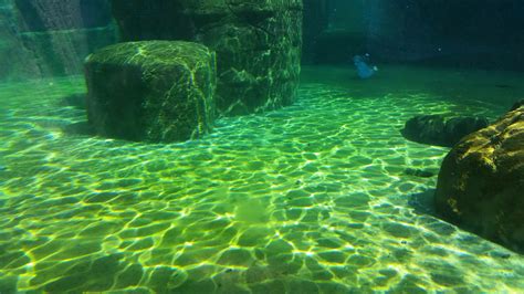 Fotos Gratis Mar Agua Naturaleza Oceano Submarino Nadar Verde