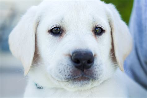 Male White Lab Puppy Placed Puppy Steps Training