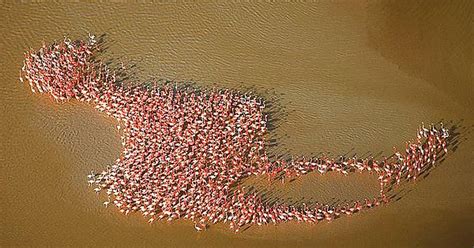 Migrating Flamingos Arrange Themselves Into The Shape Of One Giant Flamingo Imgur