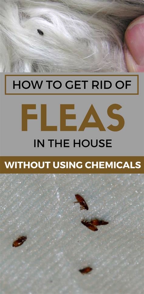 learn how to get rid of fleas in the house without using chemicals home remedies for fleas