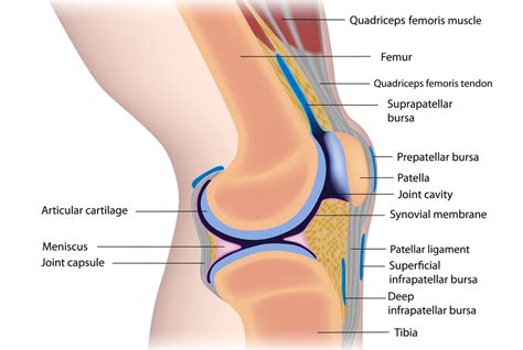Joints, movements and muscles 13. Suffering from Knee Pain? Discover More Options | Stevens ...