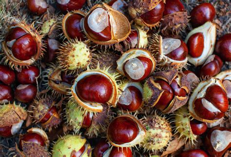 How To Use Those Conkers The Seeds Of The Horse Chestnut Tree