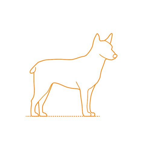 Is The Australian Stumpy Tail Cattle Dog Legal In Norfolk Island