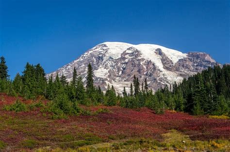 A Red Meadow And An Evergreen Forest At The Foot Of A Snowy Mountain