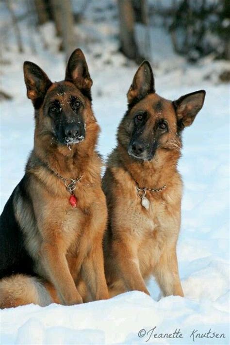 I Love German Shepherds Baby Dogs Pet Dogs Dogs And Puppies Dog Cat