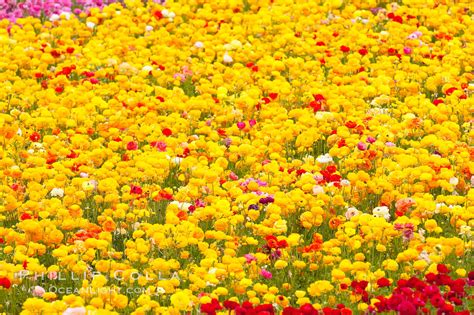 Carlsbad Flower Fields Photos Stock Photography Of Carlsbad Flower