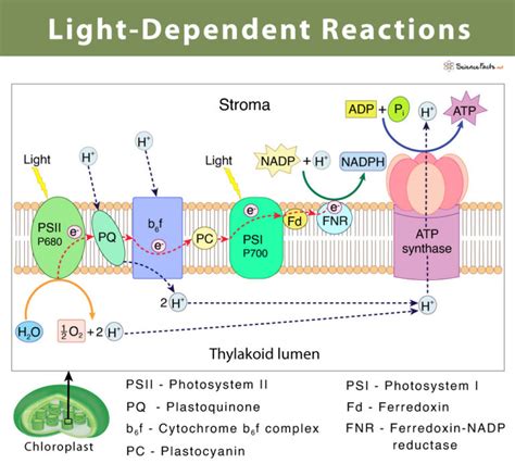 Light Dependent Reaction Definition Diagrams And Products