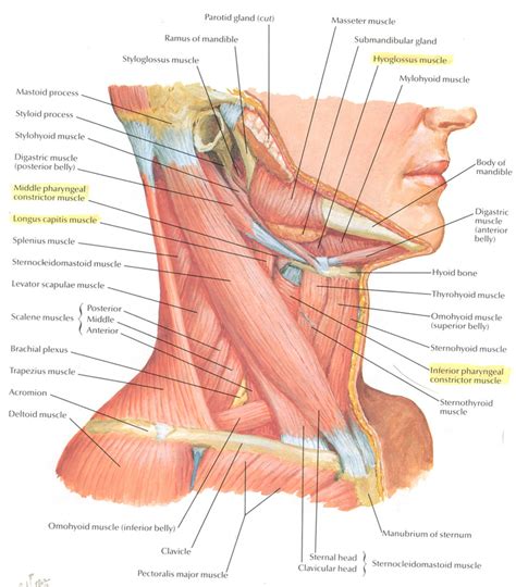 Parts of the throat and neck. The Anatomy of Touch: Anatomy of the Indian Head Wobble