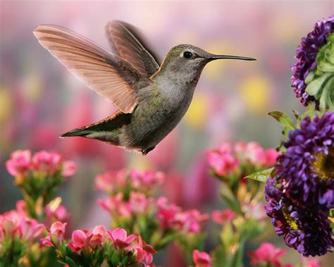 Hummingbird In Colorful Garden Photograph By William Freebilly Photography