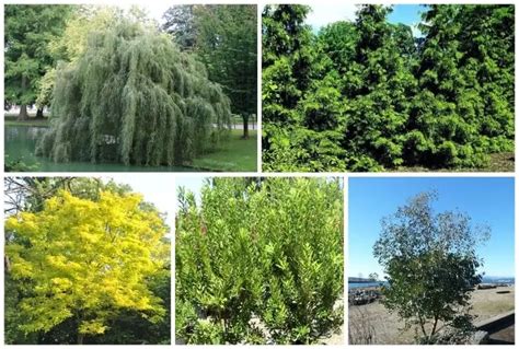 9 Fast Growing Trees For Usda Zone 9 Landscapes