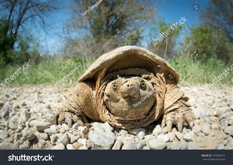Common Snapping Turtle Covered Dried Mud Stock Photo 274946672