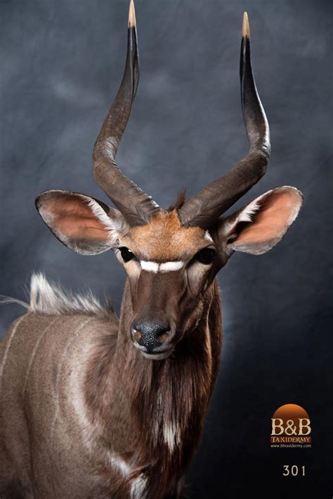 African Antelope Taxidermy By Bandb Taxidermy Houston Texas