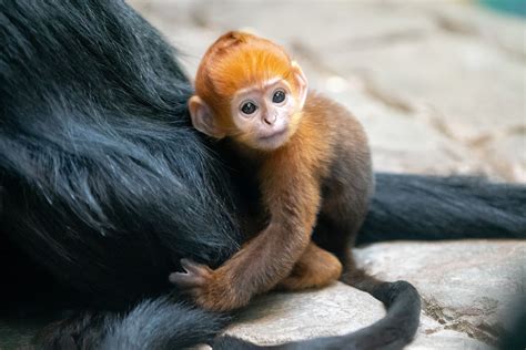 This Incredibly Rare Baby Monkey Was Just Born At An Ohio Zoo— See The