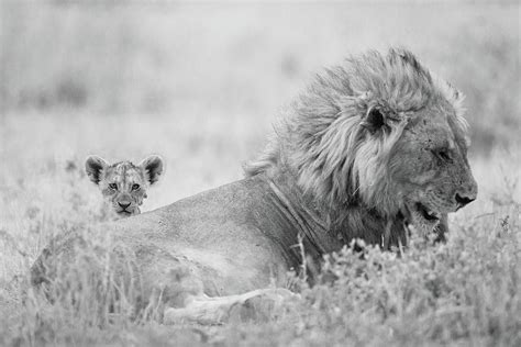 Lion Cub With A Male Lion Black And White Photograph By Ozkan Ozmen