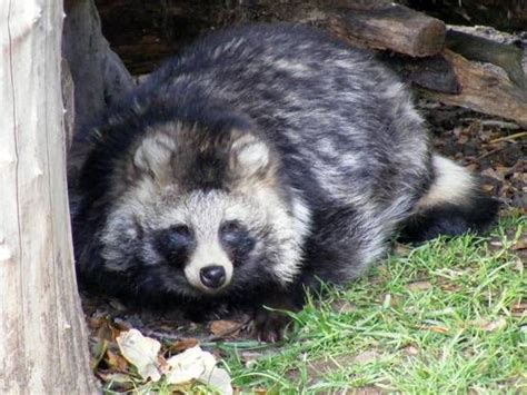 What Is A Tanuki 8 Surprising Tanuki Facts Raccoon Dog Animals Raccoon