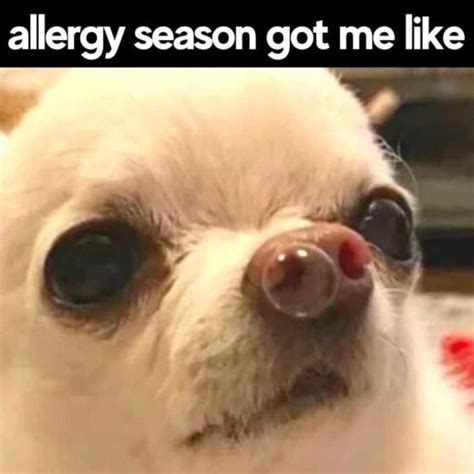 35 Funny Allergy Memes About Pollen And Seasonal Allergies