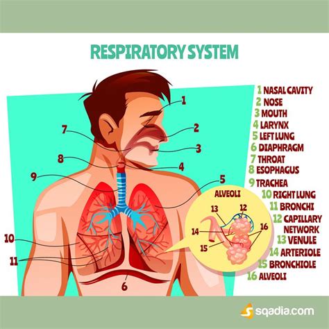 Respiratory System Human Respiratory System Respiratory System