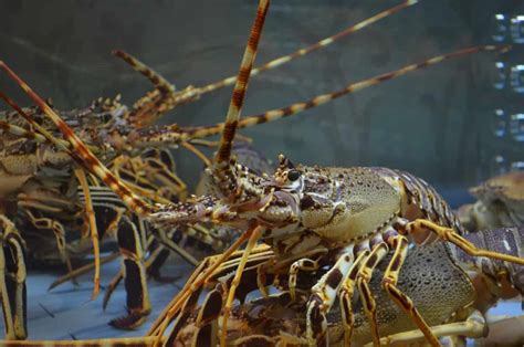 Lobster Farming Business Plan Cultivation Practices Breeding To