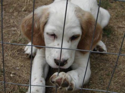 Setters unlimited was established to help setter enthusiasts find the top english setter breeders. English Setter Puppies for Sale in Empire, Michigan ...
