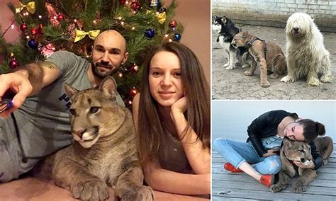 Russian Couple Adopt A Puma Who Lives With Them Daily Mail Online
