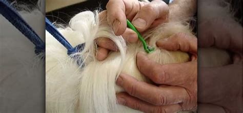 How To Remove A Tick From A Dog Dogs Wonderhowto
