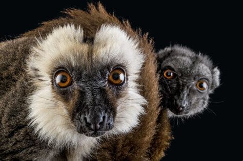 Photo Ark Home Portrait Of Two White Fronted Lemurs National