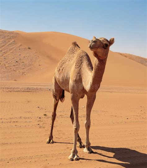 Верблюды в пустыне стоковое изображение изображение насчитывающей