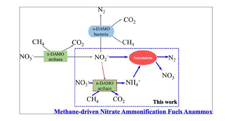 Anaerobic Oxidation Of Methane Coupled With Dissimilatory Nitrate