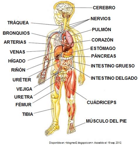 Arriba Imagen Imagenes Del Cuerpo Humano Por Dentro Mirada Tensa