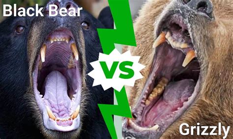 Black Bear Vs Grizzly Bear 6 Key Differences And Which Would Win In A