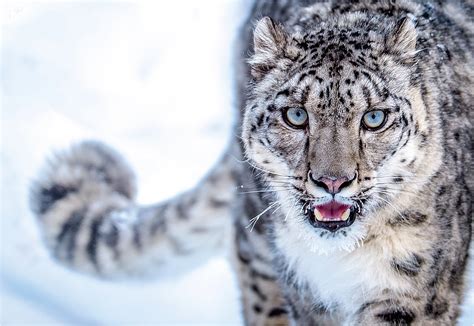 Saving Snow Leopards Ogn Daily