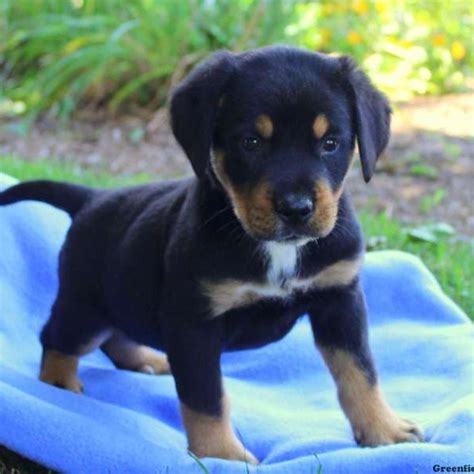 The greater swiss mountain dog was brought over to the states in 1968. Greater Swiss Mountain Dog Mix Puppies for Sale ...